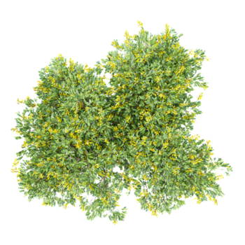 3d Rendern von Leopard Baum auf transparent Hintergrund von das oben Aussicht png