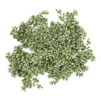 3d illustration of Flax-leaved paperbark tree isolated on transparent background from top view png