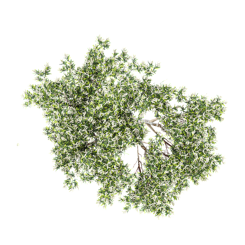 collection of Flax-leaved paperbark tree with realistic style from top view png