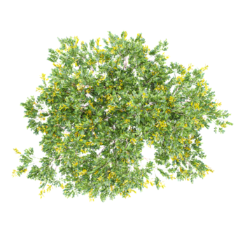 Sammlung von Leopard Baum mit realistisch Stil von oben Aussicht png