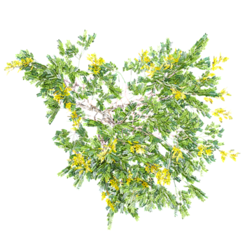 Isolated Leopard Tree on transparent canvas from top view png