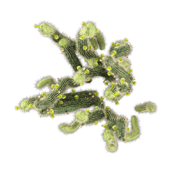 3D rendering of Bergerocactus-emoryi tree on transparent background from the top view png