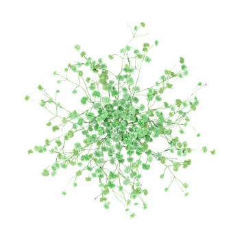 3d Rendering Of Australian Native Violet grass on white Canvas from the top view png