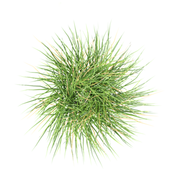 3D rendering of green grass on white background from the top view png