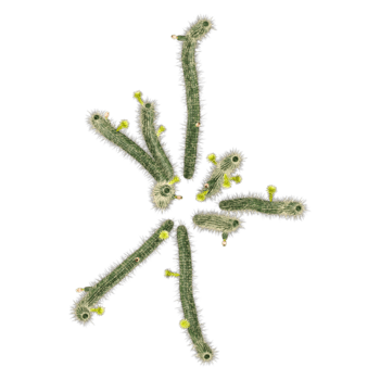 3d Rendering Of Bergerocactus-emoryi tree on Transparent Canvas from the top view png