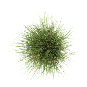 3d interpretazione di verde ciuffo d'erba erba su trasparente sfondo a partire dal il superiore Visualizza png