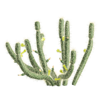 3d Rendern von bergerocactus-emoryi Baum auf transparent Segeltuch png
