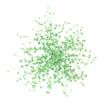 3D rendering of Australian Native Violet grass on transparent background from the top view png