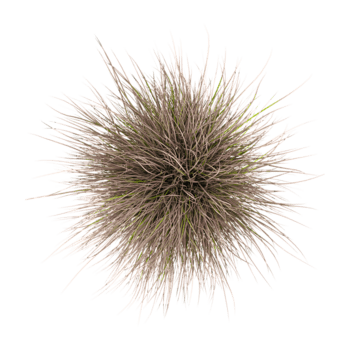 3d tolkning av röd tuva gräs på transparent bakgrund från de topp se png