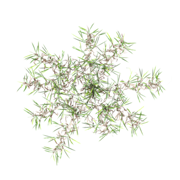 3D rendering of grass on transparent background from the top view png