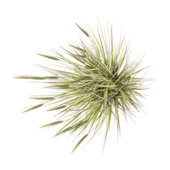 3d rendering of American beachgrass isolated on transparent Canvas from top view png