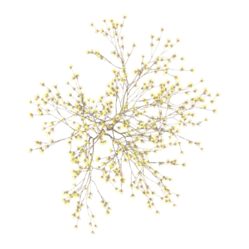 3d Rendering Of Hybrid witch hazel tree on Transparent Canvas from top view png