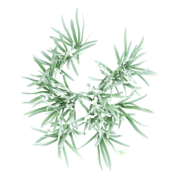 3D rendering of Snowdrop tree on transparent background from the top view png