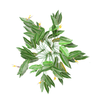 3D rendering of Strelitzia reginae tree on transparent background from the top view png