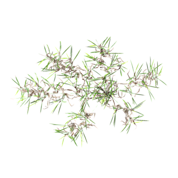3d Rendering Of grass on Transparent Canvas from top view png