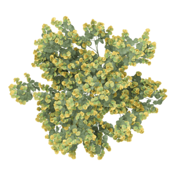 3D rendering of Hybrid witch hazel tree on transparent background from the top view png