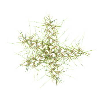 3d rendering of grass isolated on transparent Canvas from top view png