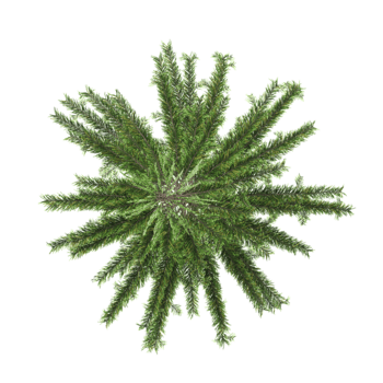 3D rendering of Pine tree on transparent background from the top view png