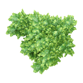 3D rendering of Japanese holly tree on transparent background from the top view png