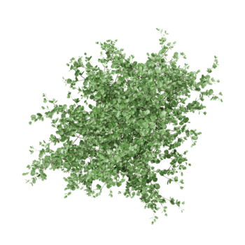 3D rendering of Swamp birch tree on transparent background from the top view png