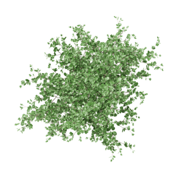 3d Rendern von sasanqua Kamelie Baum auf transparent Hintergrund png