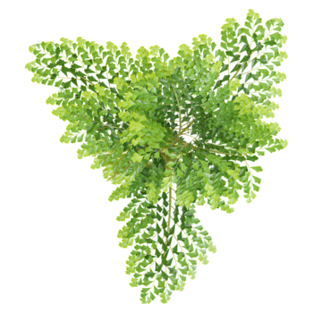 3d illustration of Clustering fishtail palm tree isolated on transparent background from top view png
