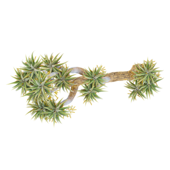 3D rendering of Aloe pillansii tree on transparent background from top view png