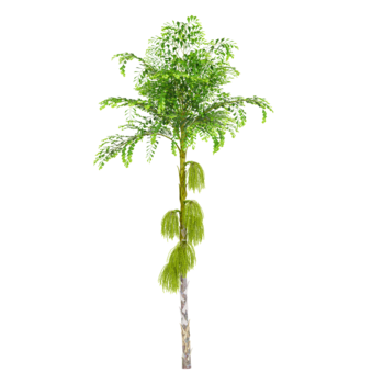 3d Rendern von Clustering Fischschwanz Palme Baum auf transparent Hintergrund png
