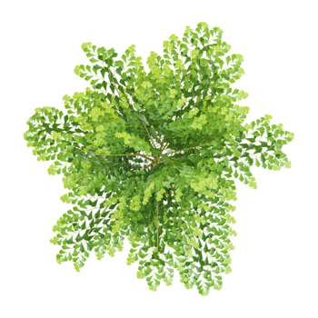 3D rendering of Clustering fishtail palm tree on transparent background from top view png