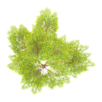 3d Rendern von hoch stewartia Baum auf transparent Hintergrund ab das oben Aussicht png