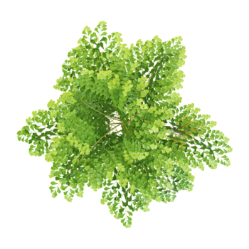 collection of Clustering fishtail palm tree on transparent canvas from top view png