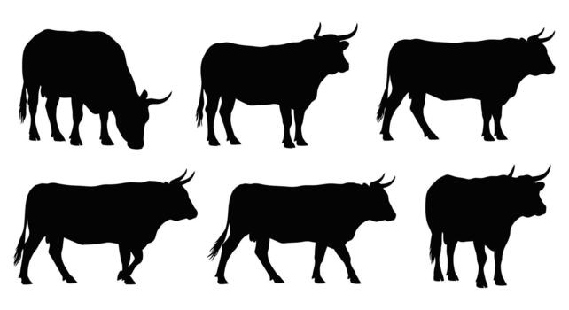 Silhouette of a herd of cattle isolated on white background, featuring various poses and angles of the animals vector