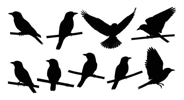 Silhouette of various birds perched on branches isolated on white background, creating a dynamic and natureinspired composition vector