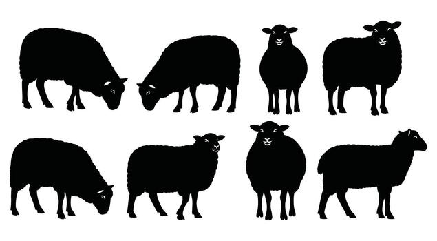 Black sheep silhouettes in various poses isolated on white background for design elements vector