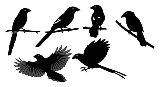 Silhouette of various bird species perched and flying isolated on white background, showcasing diverse avian forms vector