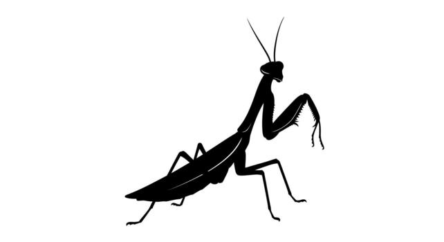 Silhouette of a praying mantis on a plain white background on transparent background vector