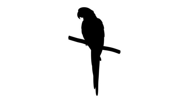 Silhouette of a parrot perched on a branch against white background on transparent background vector