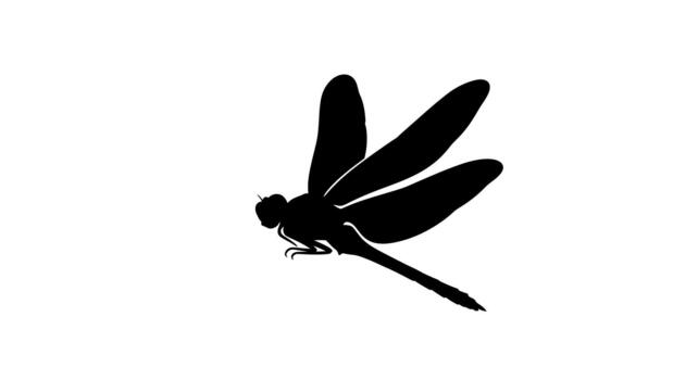 Silhouette of a dragonfly with detailed wings on white background on transparent background vector
