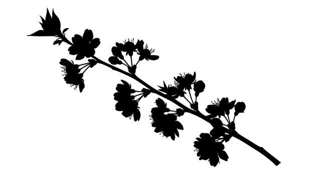 Silhouette of a flowering branch on a white background design vector