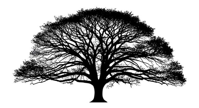 Silhouette of a large tree with many branches against white sky vector