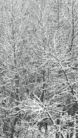 coberto de neve árvores criando intrincado inverno fundo sem qualquer visível céu video