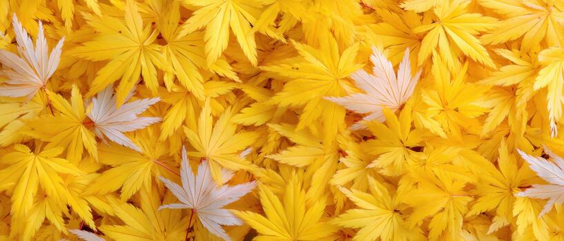 Vibrant autumn landscape filled with multitude of yellow and white leaves creating stunning natural carpet. beauty of nature shines through in this colorful display photo
