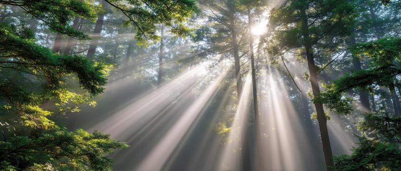 Serene autumn landscape showcases sunlight filtering through tall trees, creating magical atmosphere filled with warm hues and gentle rays. Nature beauty captivates senses photo