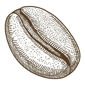 Coffee bean illustration detailed roasted seed, hand drawn aromatic beverage ingredient, caffeine concept, art vector