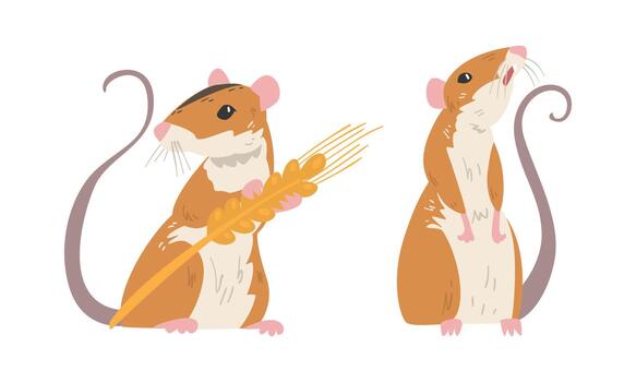 Field Mouse as Small Rodent with Long Tail and Dorsal Black Stripe Standing with Spikelet Set vector