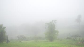 Serene Landscape with Mysterious Fog and Trees in a Lush Green Field Under a Dreamy Atmosphere in a Tranquil Natural Setting video