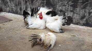 Three Chickens Interacting on a Rustic Surface with a Textured Background in a Farm Environment, Showcasing Various Feather Patterns and Colors video