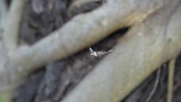 Capture the beauty of nature with this close-up photograph of a spiderweb shining in the light. The intricate web rests among branches in a serene forest scene. video