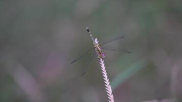 een boeiend detailopname beeld van een libel zittend Aan een gras stang, markeren de ingewikkeld details van haar lichaam en Vleugels in een sereen natuurlijk instelling. video
