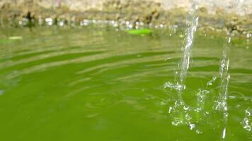 lugn reflexion av vatten yta med droppar i en naturlig miljö omgiven förbi grönska och alger under ljus solljus på en klar dag video